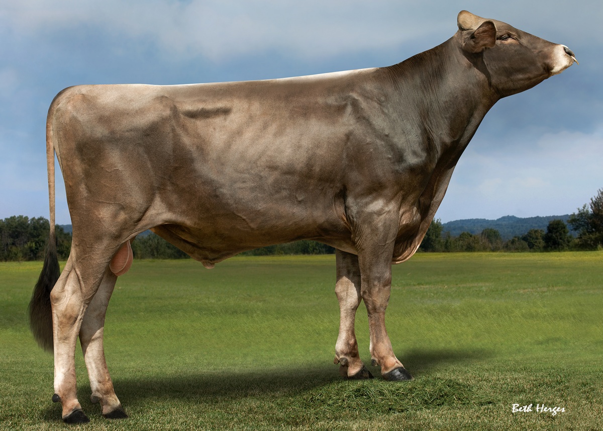 Brown Swiss Sires New Generation
