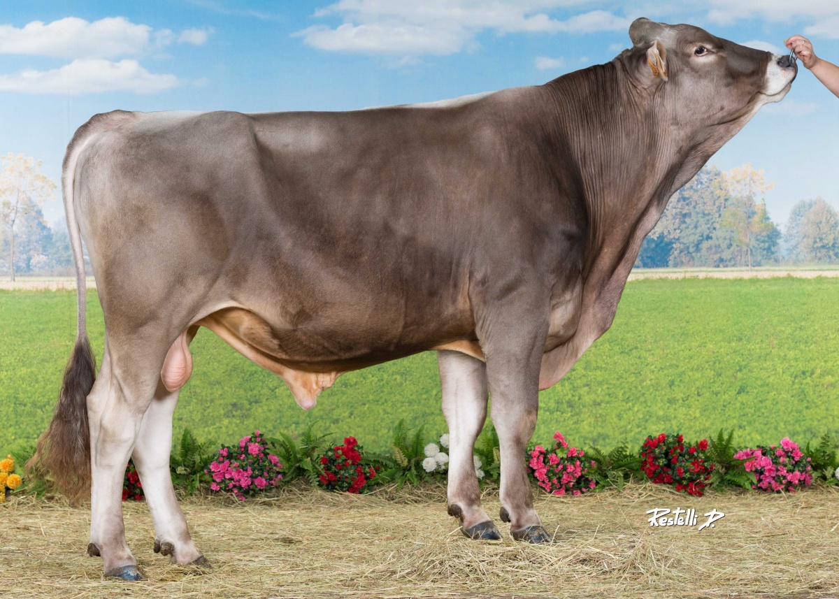 Brown Swiss Sires New Generation